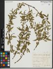 Foto von Salix alba subsp. alba L.